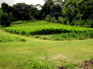 healthful field of roots